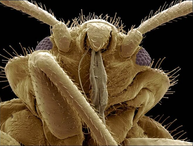 Tahtakurusunun başı bedbug (Cimex sp.)
