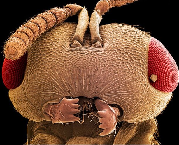 Yaban arısı başı wasp’s head (order Hymenoptera)