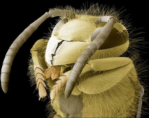 Yaban arısı  wasp (Vespula vulgaris) head