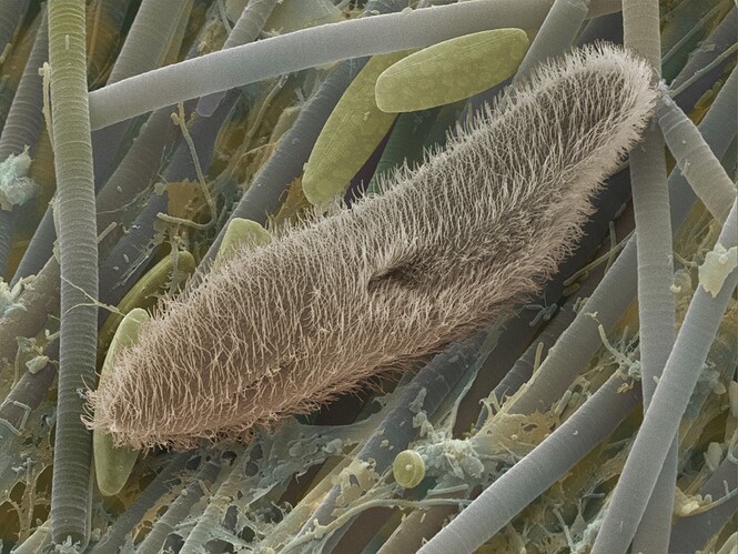 Paramecium a protozoan
