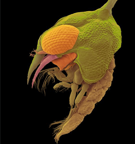 Thin shelled rock crab larva (Grapsus tenuicrustatus) by Dennis Kunkel