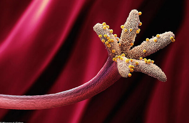 Bitki üreme organı üzerindeki polenler.
